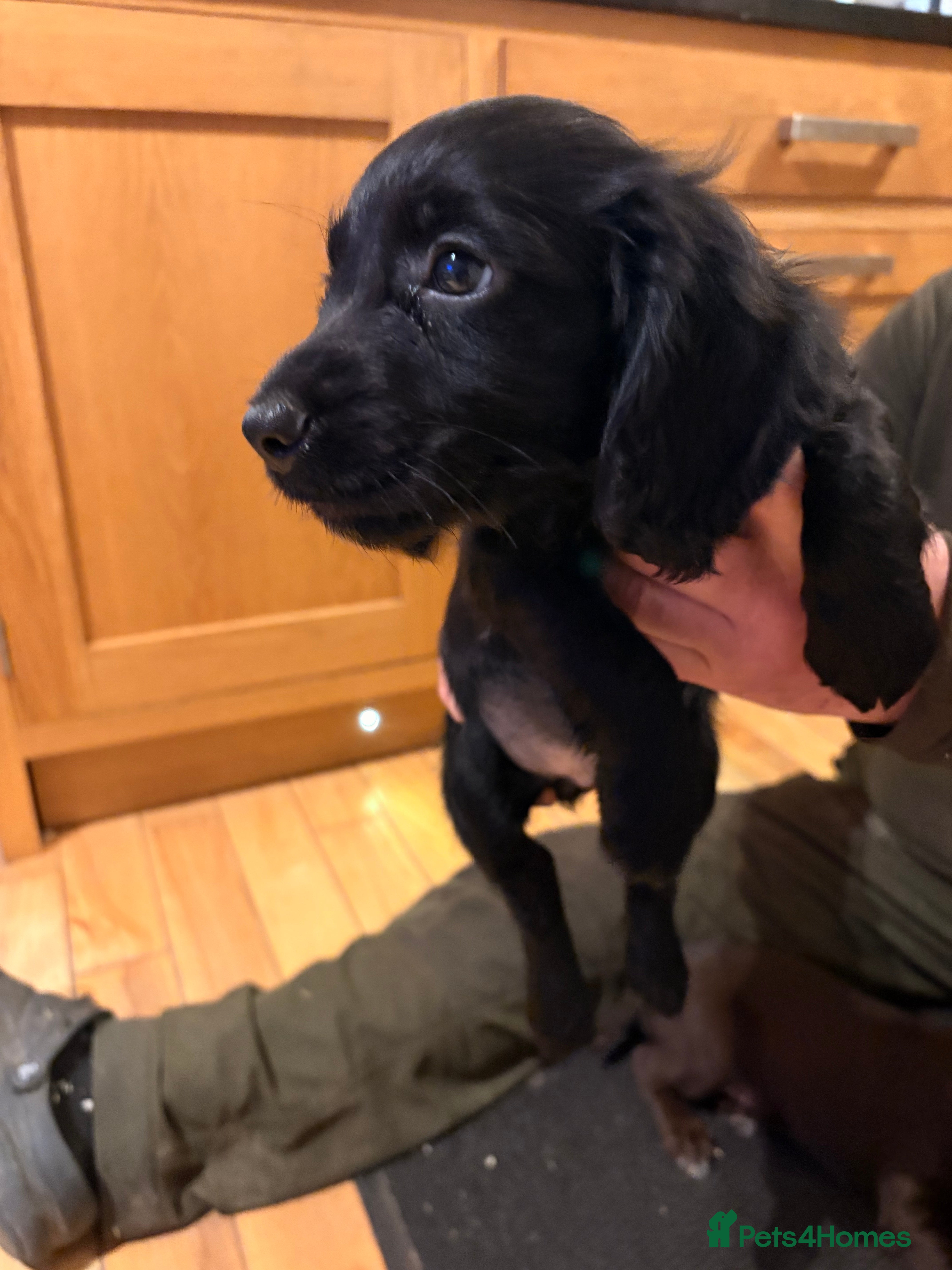 Cocker Spaniel dogs Pedigree Working Cocker Spaniel pups for sale  - Advert 16