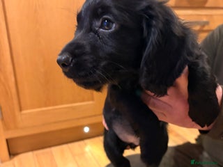 Cocker Spaniel dogs Pedigree Working Cocker Spaniel pups for sale - Advert 14