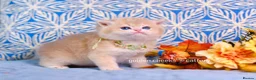 British Shorthair cats for sale: Exceptional Kittens from Outstanding Bloodlines  - Advert 8