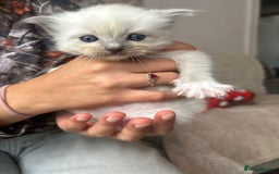 Ragdoll cats for sale: Beautiful pedigree blue point seal point Ragdolls - Image 4