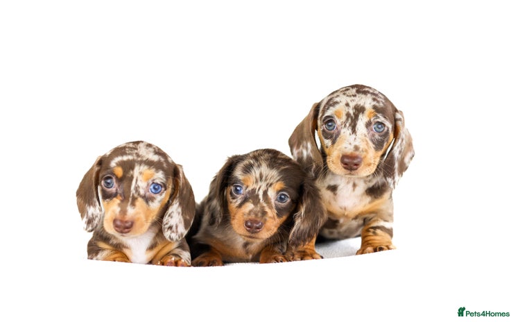 Miniature Dachshund dogs in Chester - Advert 1