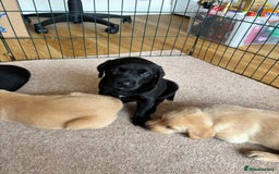 Labrador Retriever dogs for sale: Beautiful KC Registered Lab Pups  - Image 4
