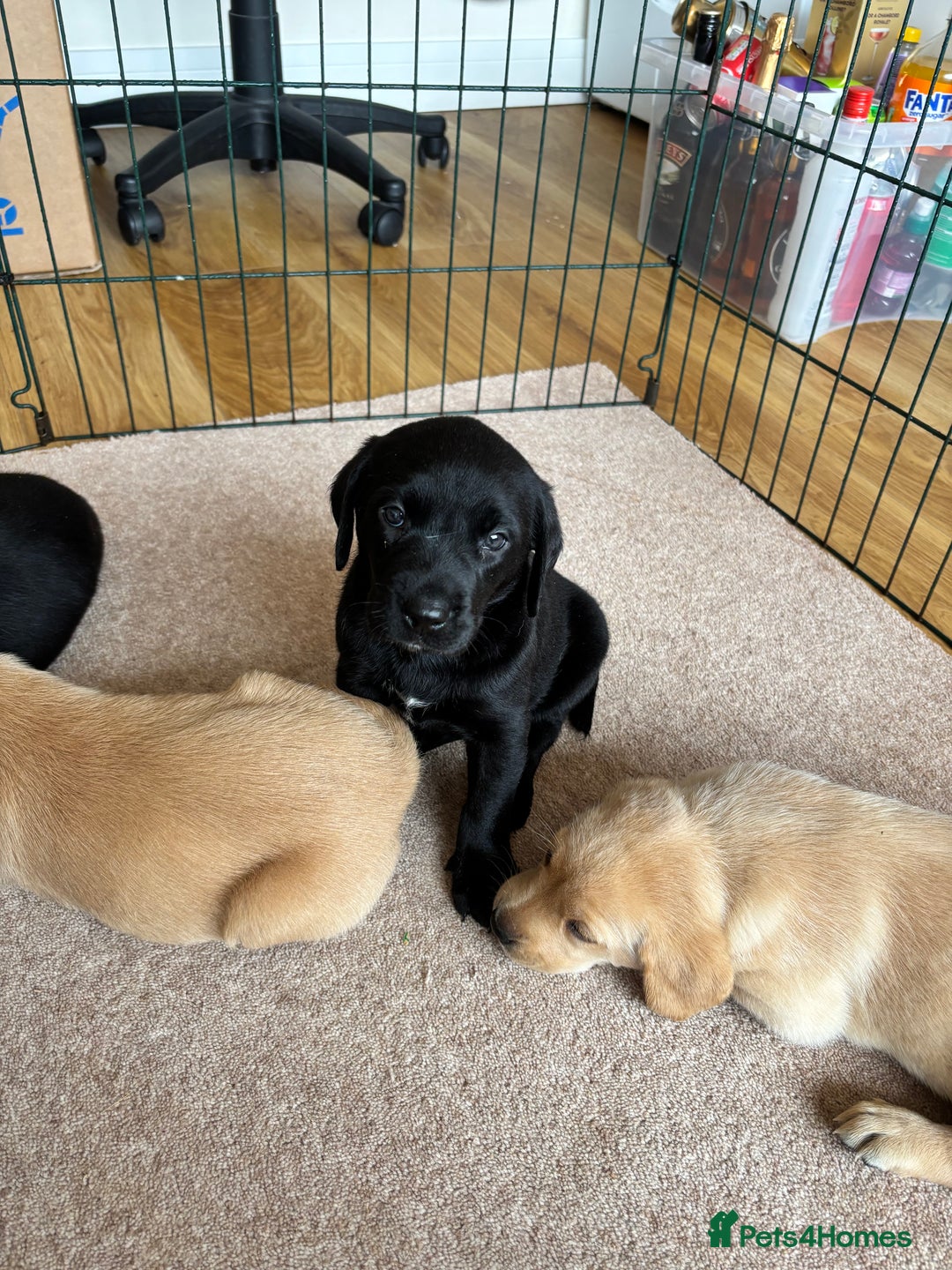 Labrador Retriever dogs for sale: Beautiful KC Registered Lab Pups  - Image 4