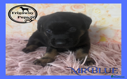 Labrador Retriever dogs for sale: *Ready Now* Quality Black Labradors  - Image 9