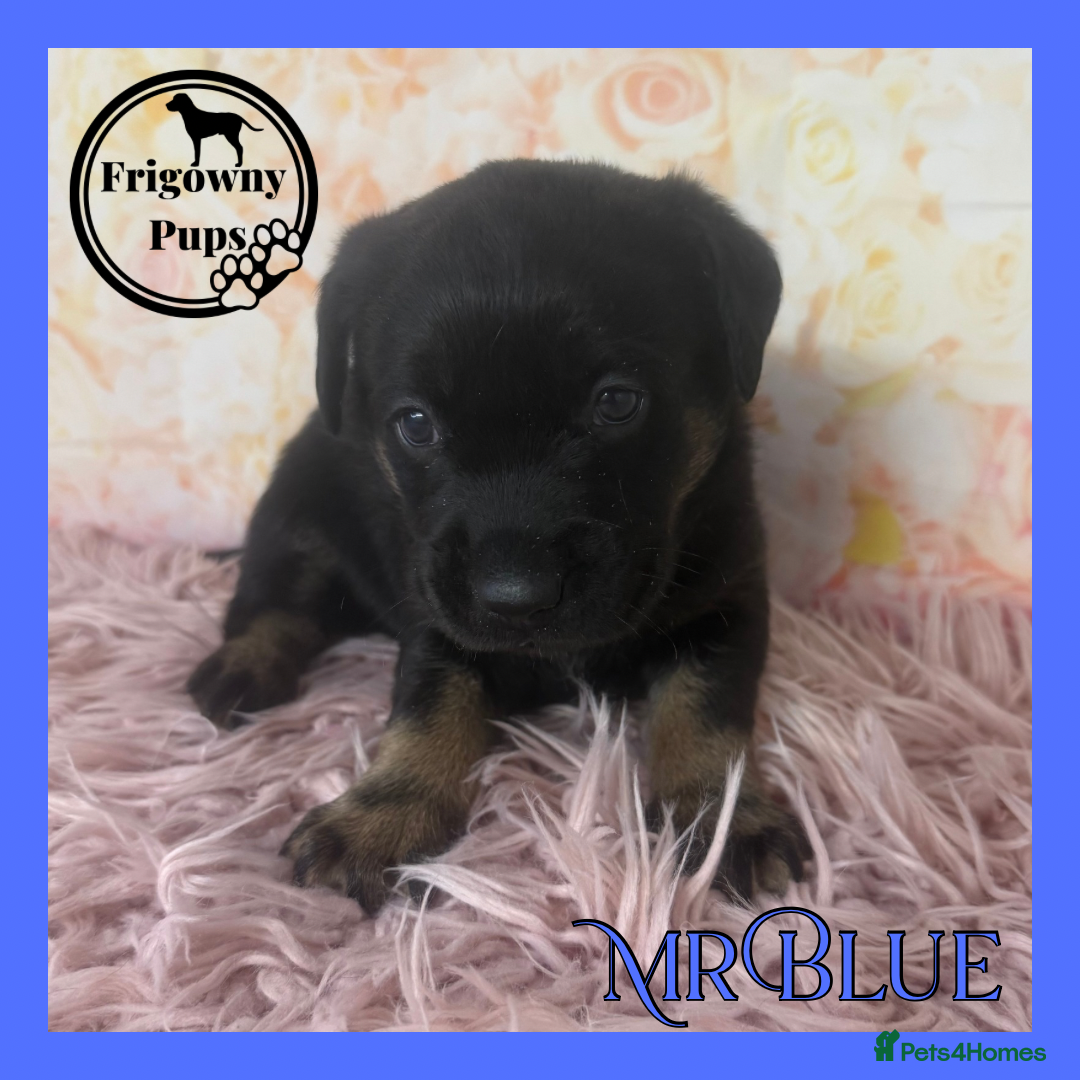 Labrador Retriever dogs for sale: *Ready Now* Quality Black Labradors  - Image 9