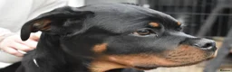 Rottweiler dogs for sale: Champion-Bred Rottweiler Puppies for Loving Homes - Advert 5