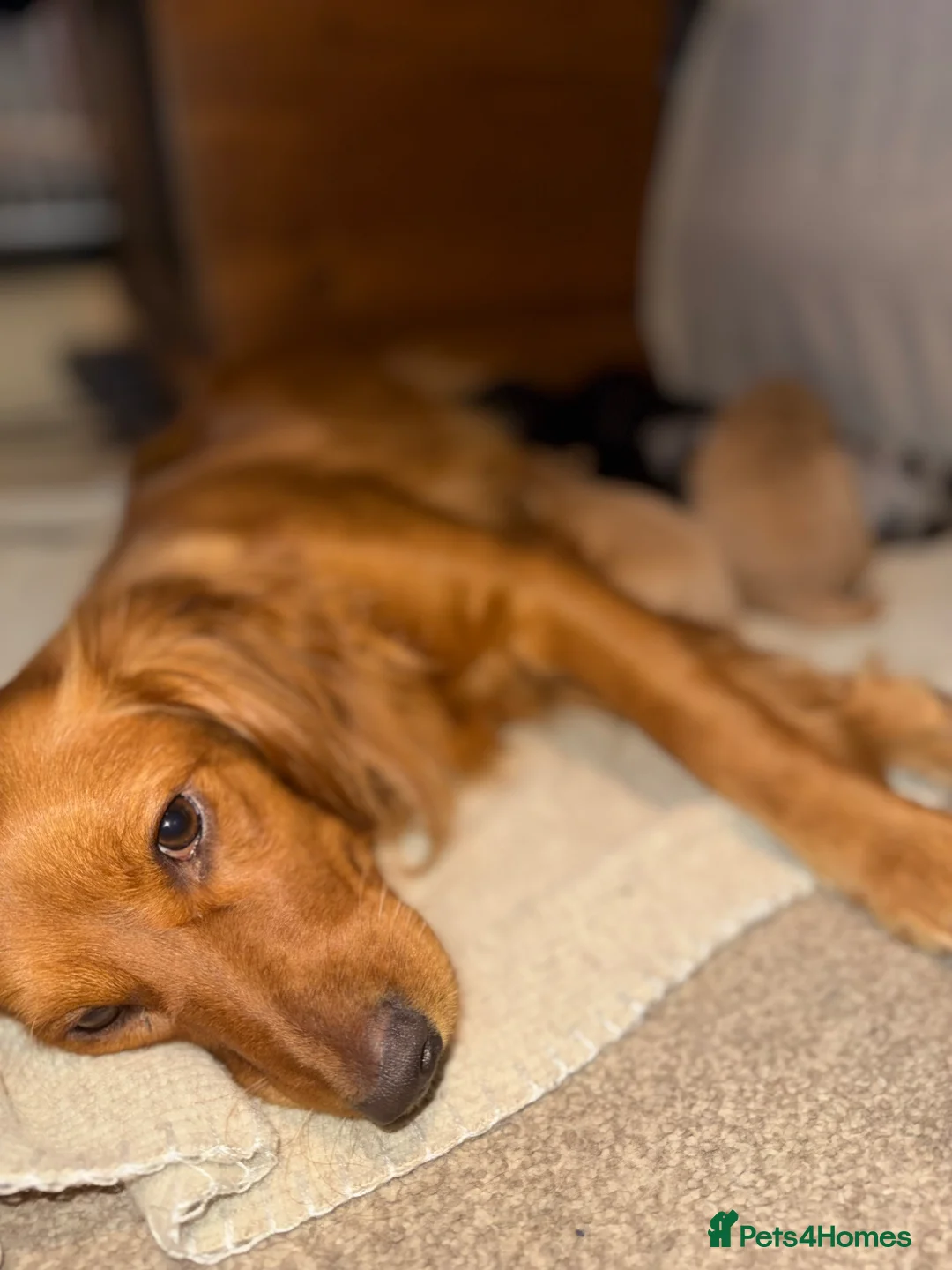 Cockapoo dogs for sale: F1 Cockapoos A Cocker Spaniel x Toy Poodle Mix - Advert 1