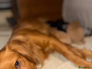 Cockapoo dogs F1 Cockapoos A Cocker Spaniel x Toy Poodle Mix - Advert 1