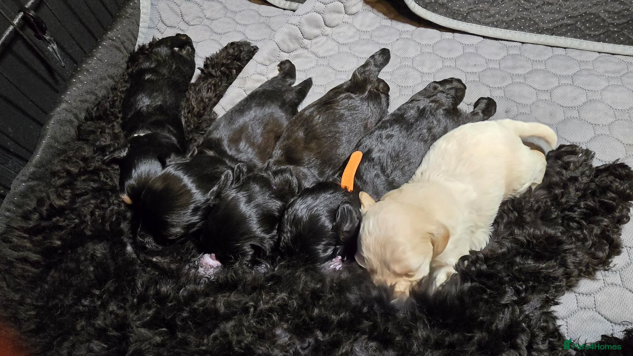 Maltipoo dogs Rare color F1 maltipoo female 5⭐️council licensed - Advert 17