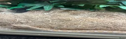 Snake reptiles for sale: Snake Hognose - Advert 2