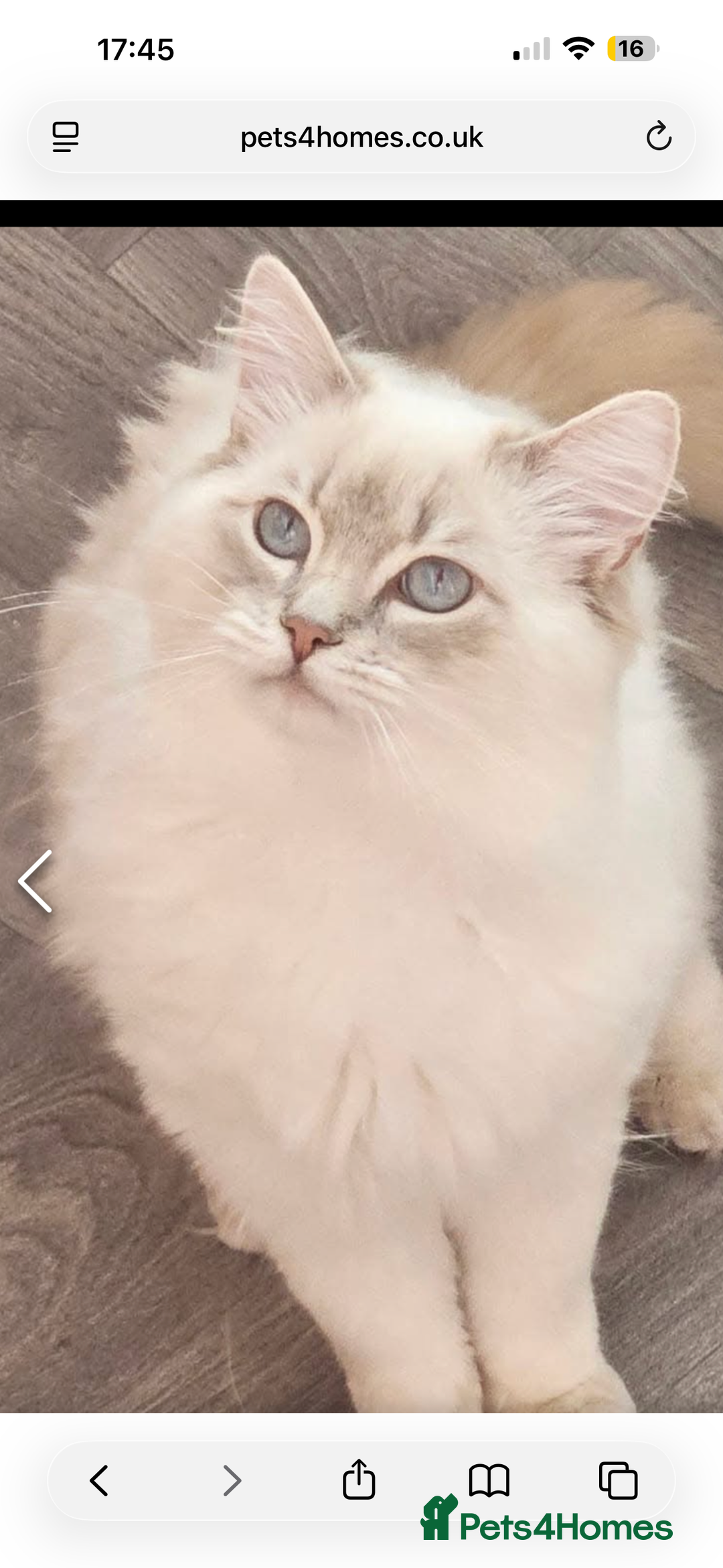 Ragdoll cats for sale: GCCF reg , Rare and milky white Lilac kittens  - Advert 6