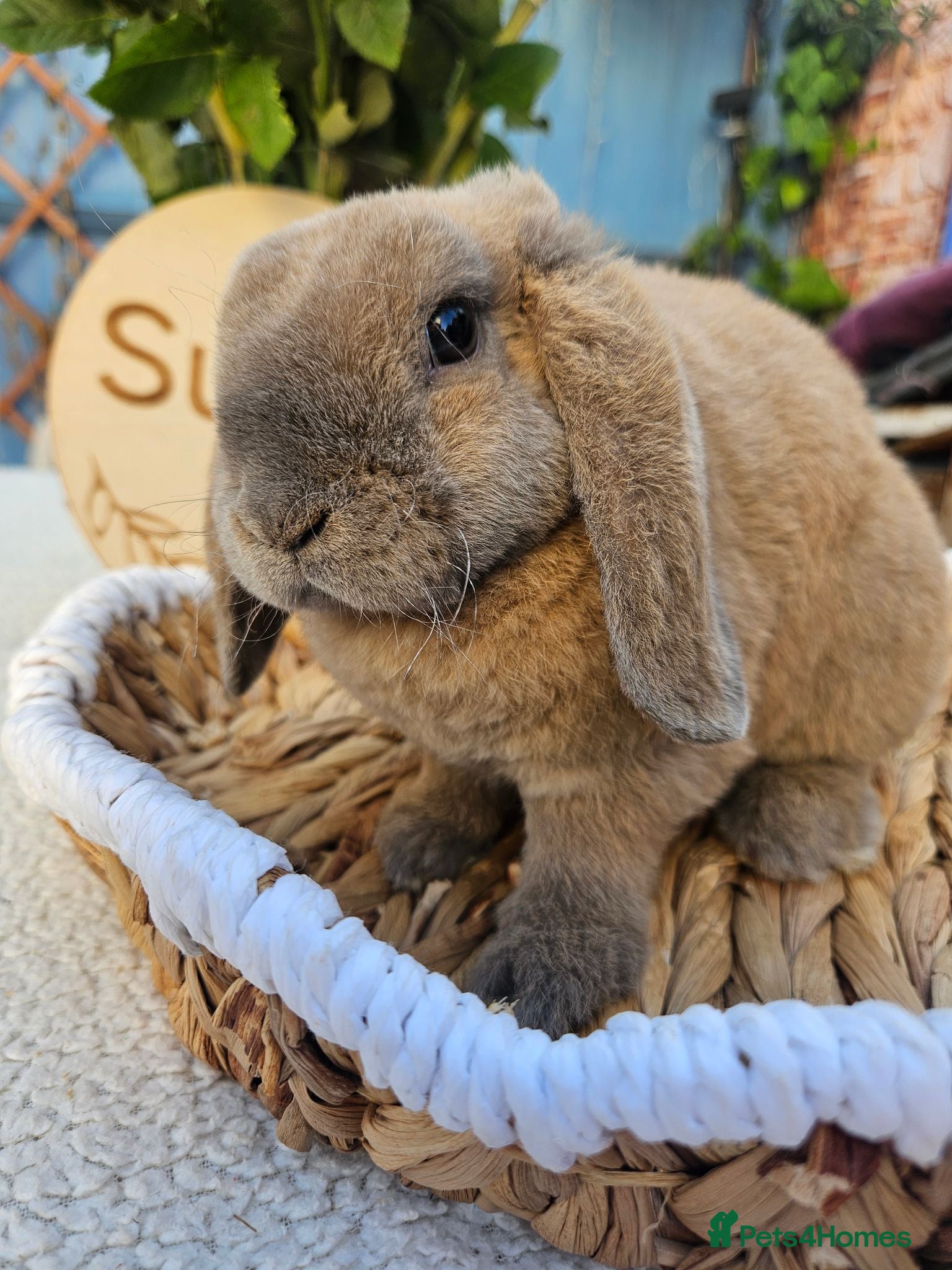 Mini Lop rabbits 9 weeks Purebred Mini Plush Lops- Suffolk - Advert 1