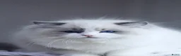 Ragdoll cats for sale: 2 Ragdoll boys from amazing parents  - Advert 10