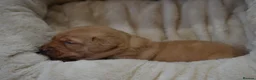 Labrador Retriever dogs for sale: Chunky Fox Red Labrador Puppies  - Advert 8