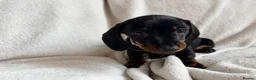 Miniature Dachshund dogs for sale: Miniature dachshund pups - Advert 6