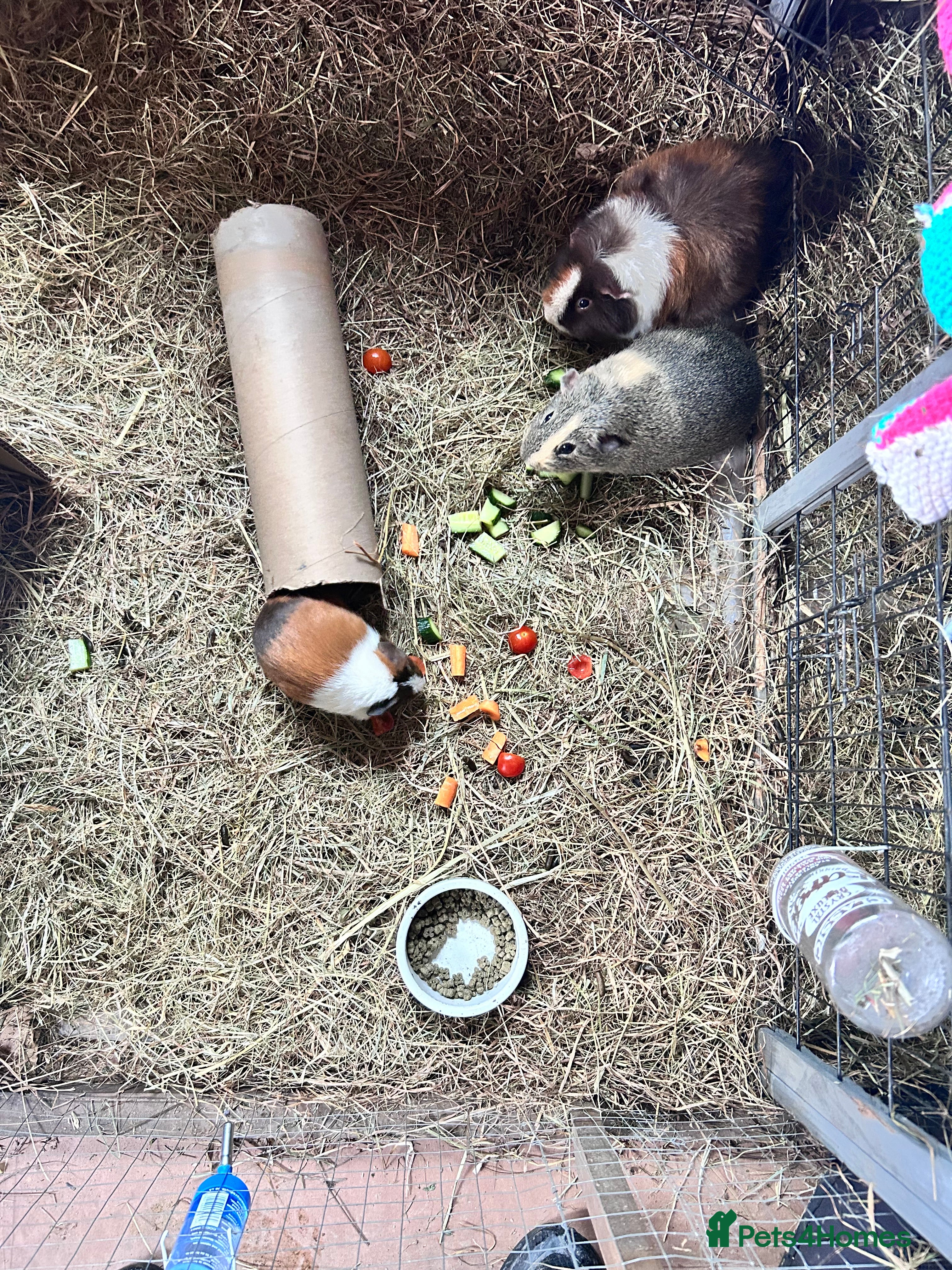 Guinea Pig rodents Guinea pigs  - Advert 1