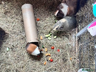 Guinea Pig rodents Guinea pigs - Advert 1