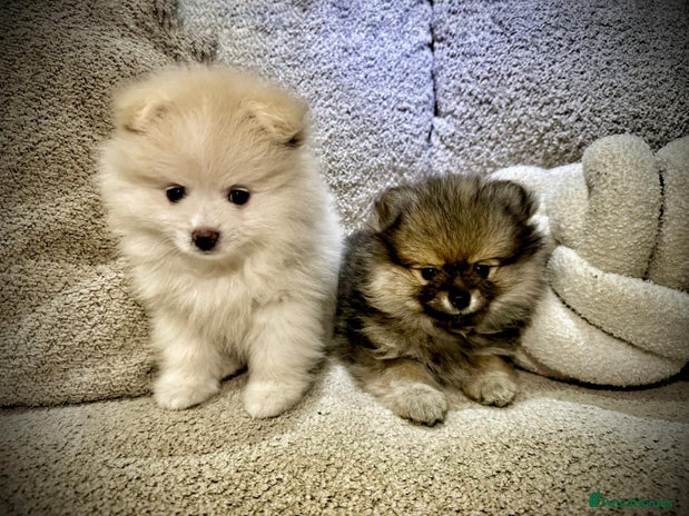 Pomeranian dogs Pomeranian Pups - Ready for new homes 💕 - Advert 9