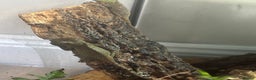 Mixed Breed reptiles for sale: CB mountain horned lizards  - Advert 2