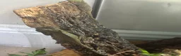 Mixed Breed reptiles for sale: CB mountain horned lizards  - Advert 2