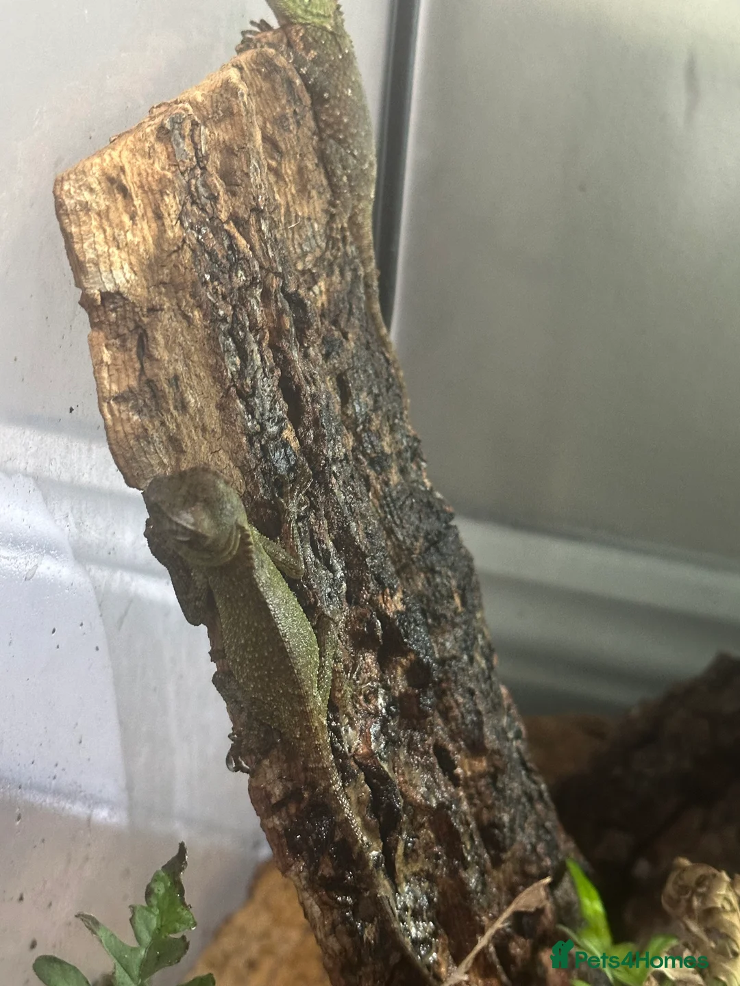 Mixed Breed reptiles for sale: CB mountain horned lizards  - Advert 2