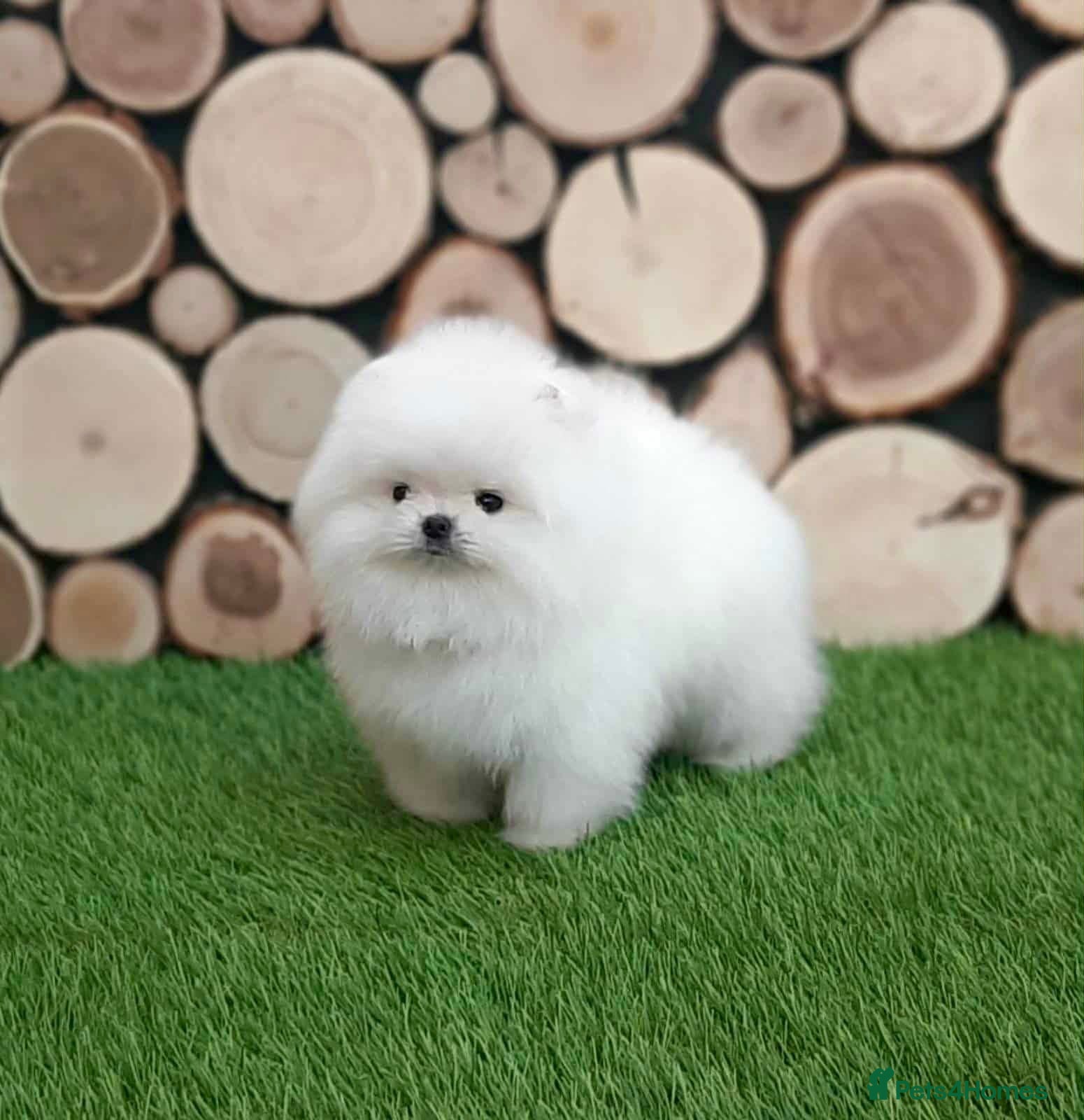 Pomeranian dogs Xxxx small pure white KC puppies  - Advert 1