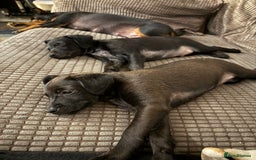 Mixed Breed dogs for sale: Beautiful pups  - Image 4