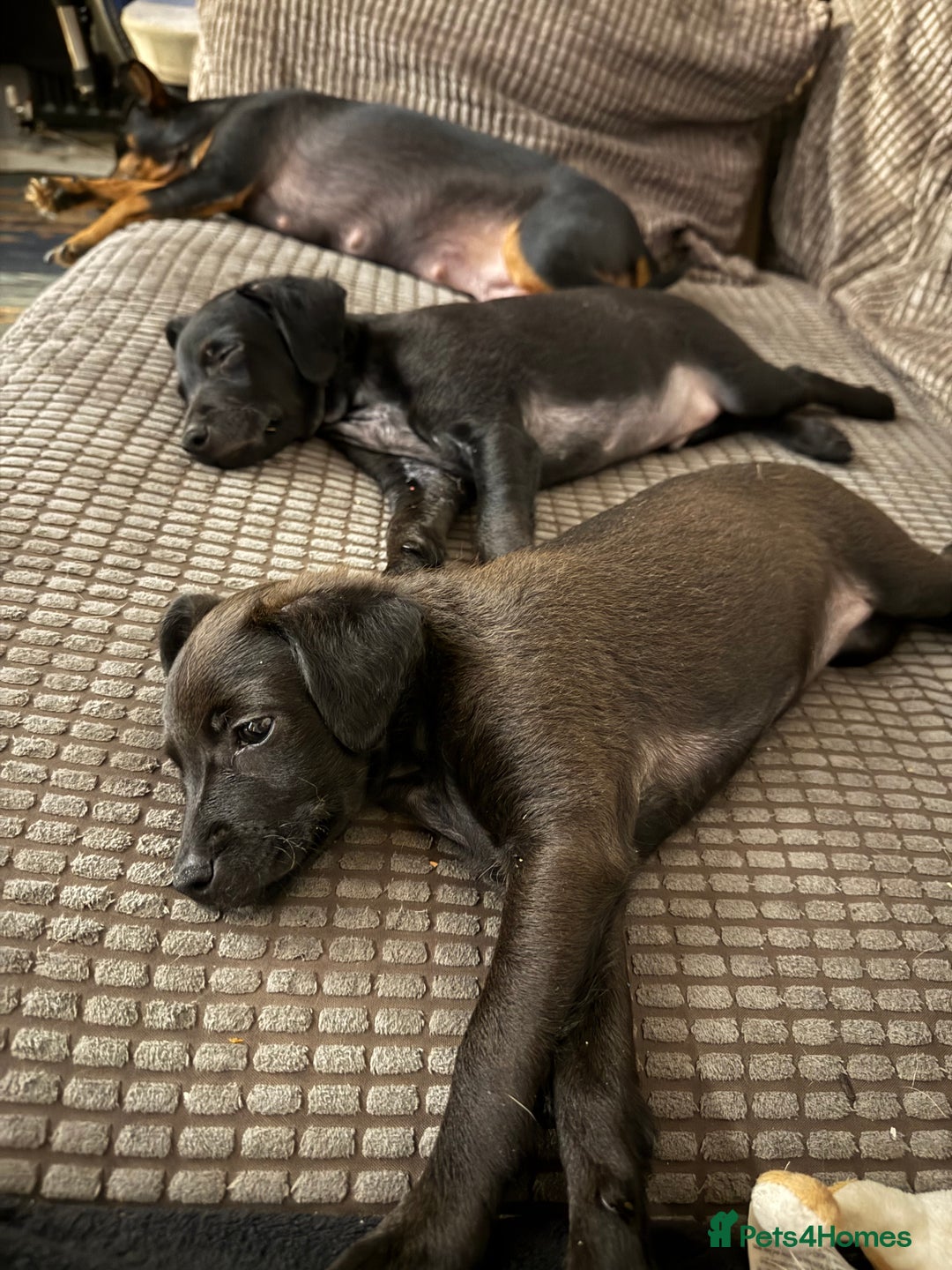 Mixed Breed dogs for sale: Beautiful pups  - Image 4