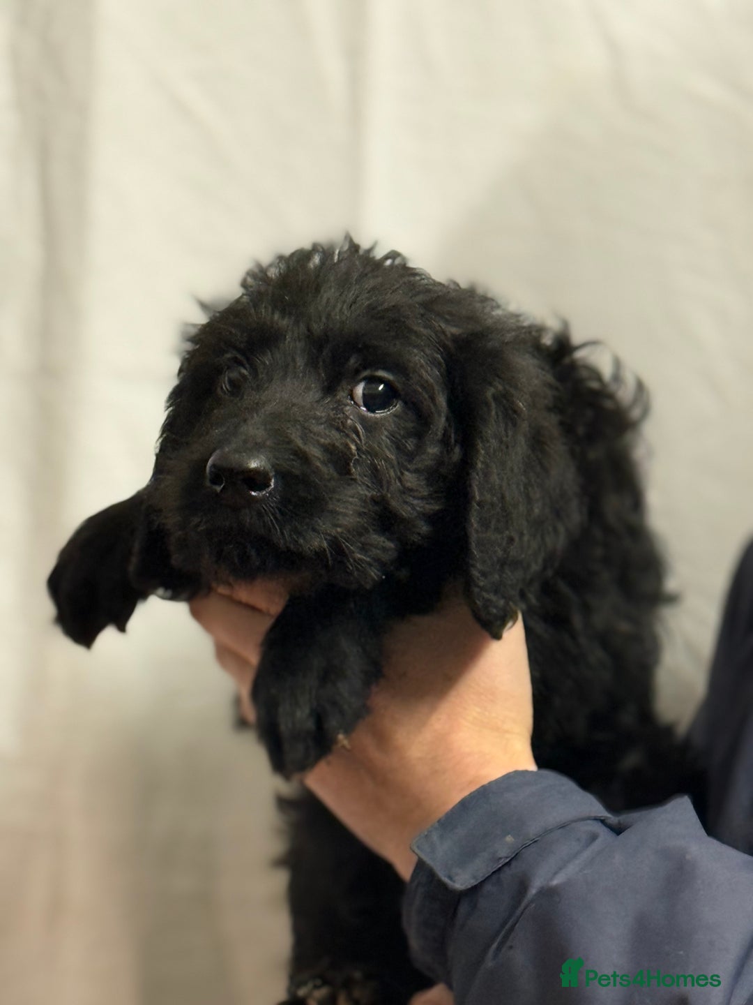 Labradoodle dogs for sale: F1 standard labradoodles  - Advert 3