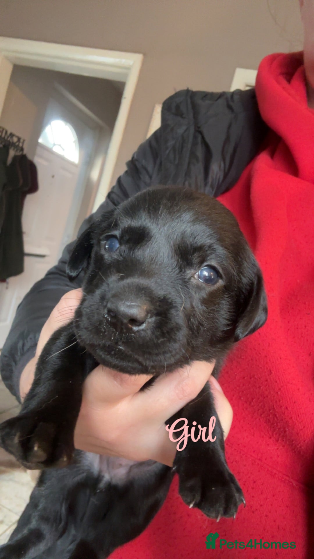 Labrador Retriever dogs for sale: Kc Labrador Puppies - Advert 9