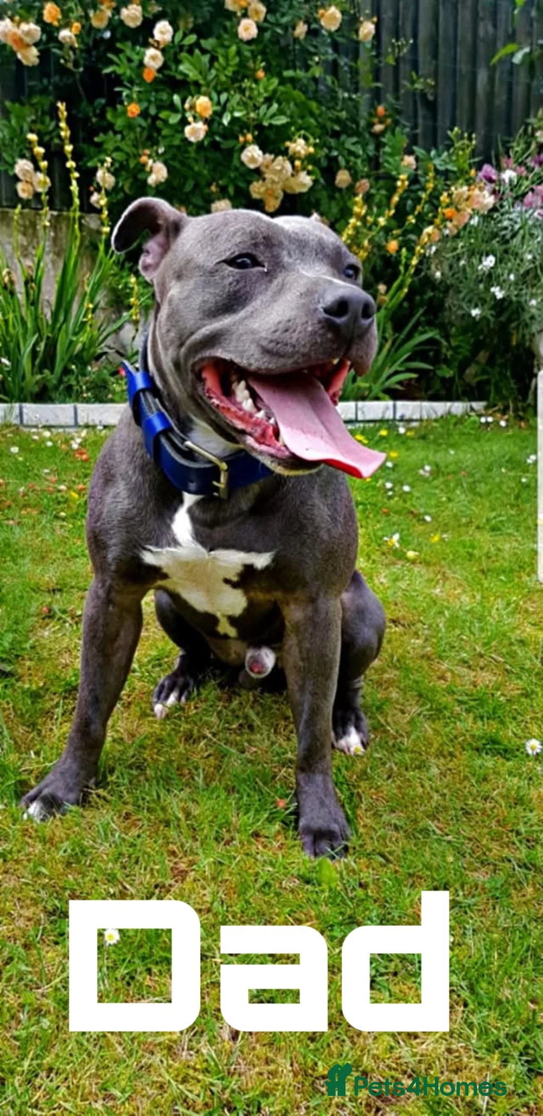 Staffordshire Bull Terrier dogs for sale: BLUE STAFFORDSHIRE BULLTERRIER PUPPIES - Advert 4