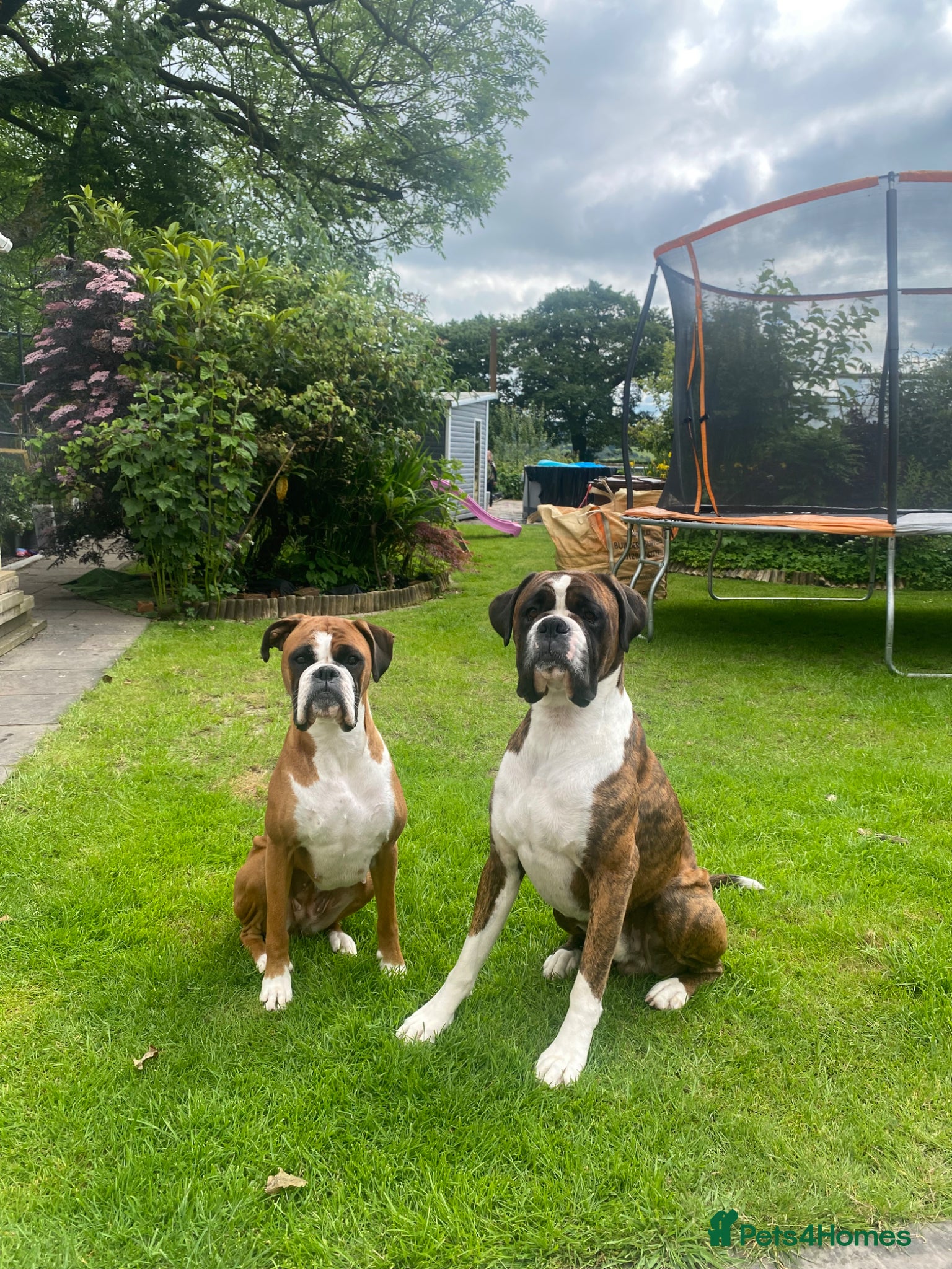 Boxer dogs Beautiful litter of boxer Babies  - Advert 2