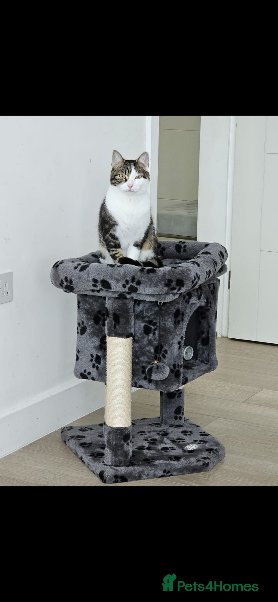 Domestic Shorthair cats Half British short hair, half domestic short hair  - Advert 3