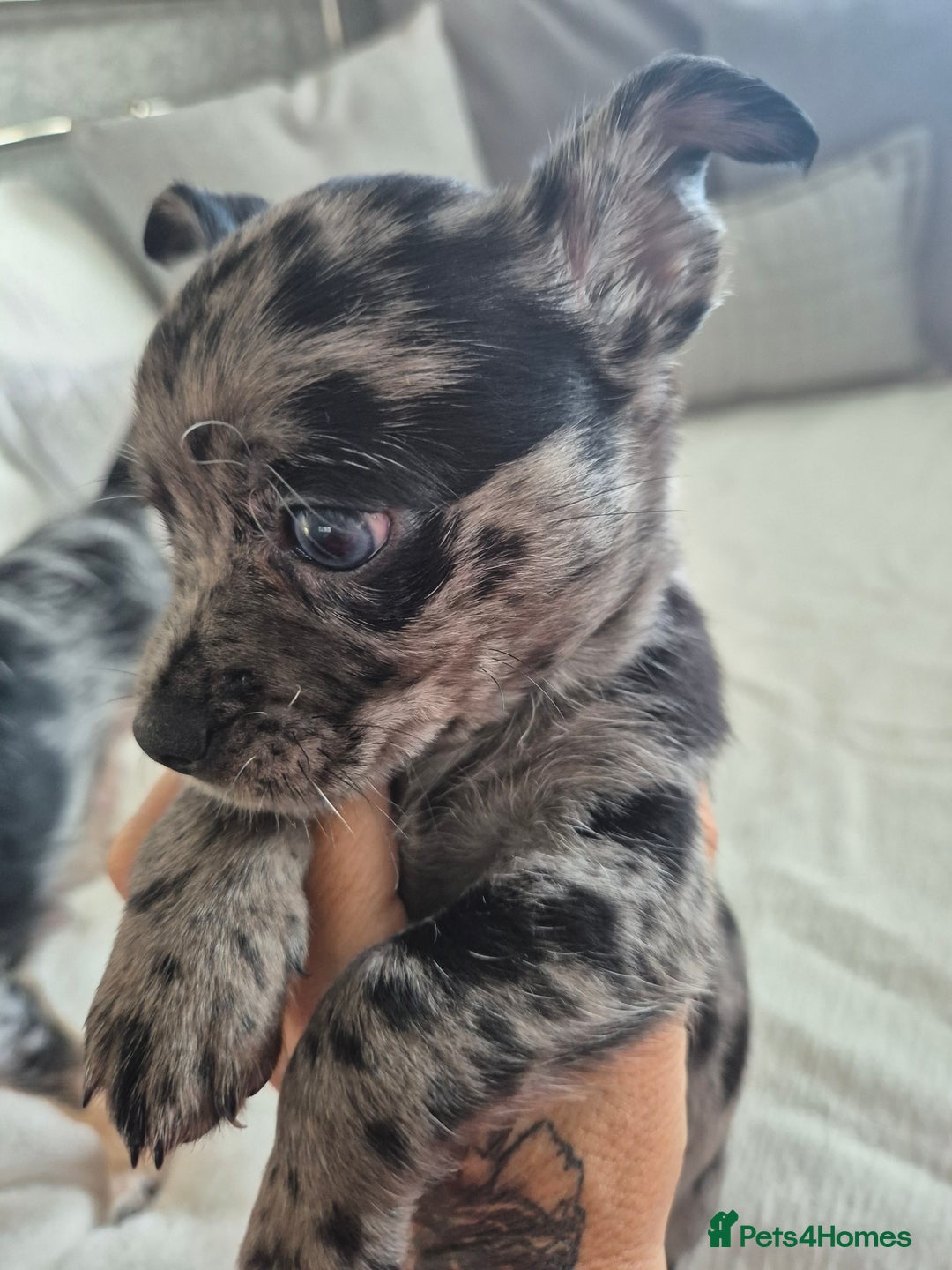 Chihuahua dogs for sale: 3 beautiful tiny pure breed chihuahua  - Advert 5