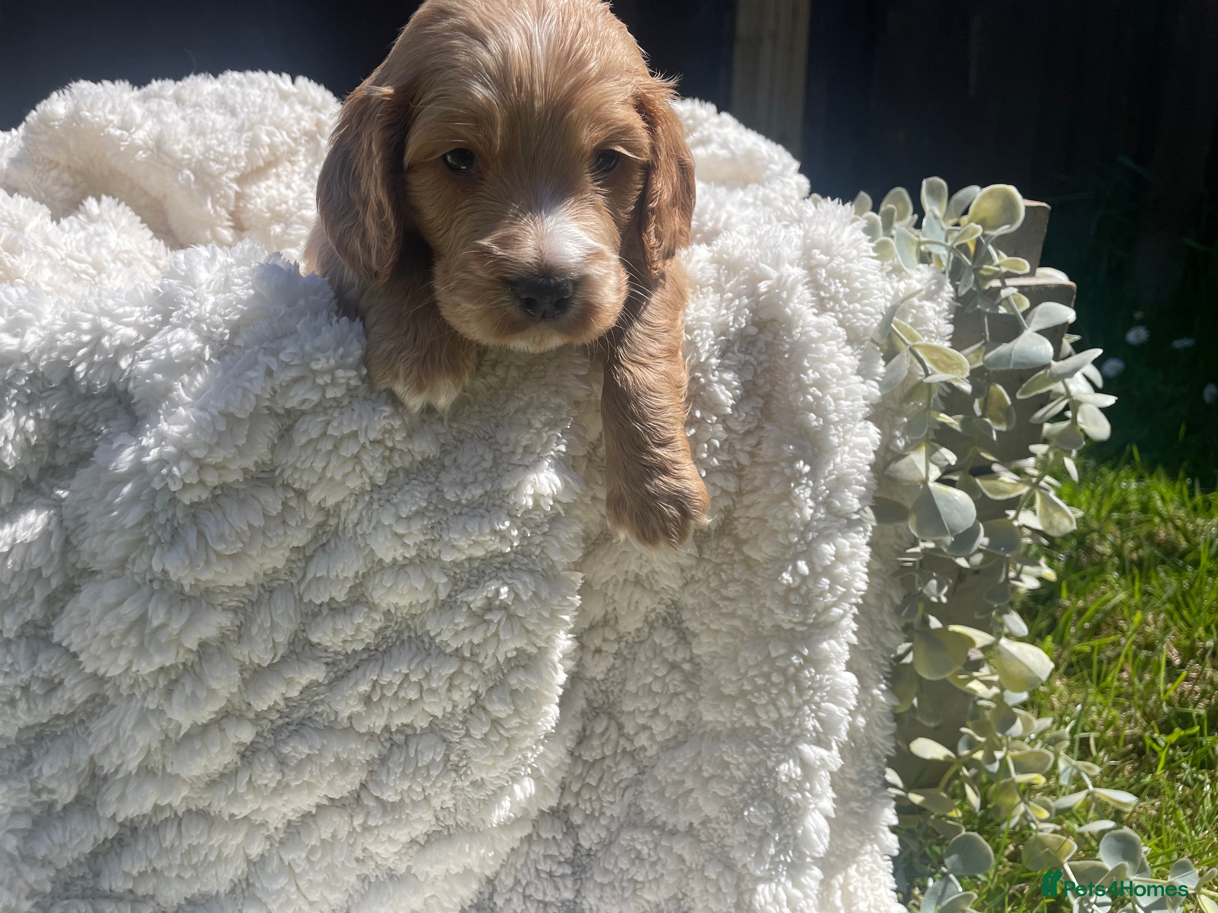 Cockapoo dogs for sale: Stunning F1b Cockapoo puppies - Advert 11