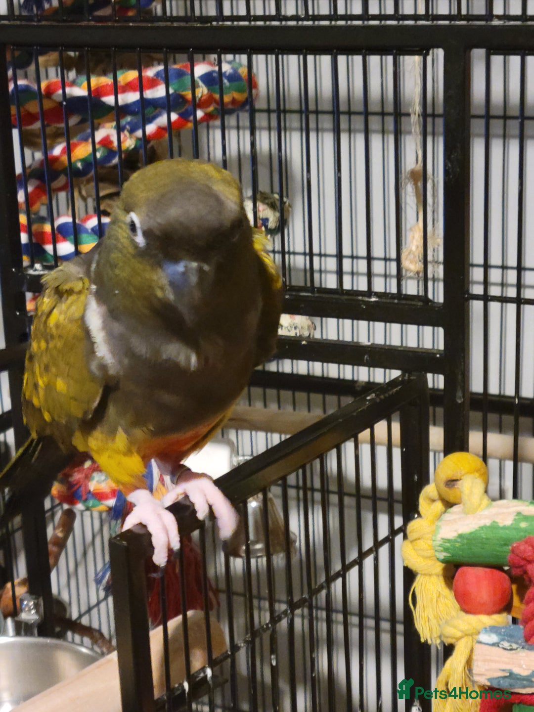 Conures birds for sale: Peekaboo - Advert 4