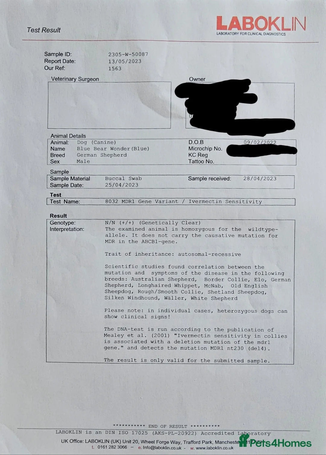 German Shepherd dogs for stud: PROVEN KC REG STRAIGHT BACK BLUE BICOLOUR in Redditch - Advert 15