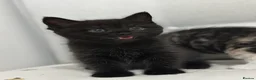 Mixed Breed cats for sale: Adorable Kittens Ready From 6th June - Advert 19
