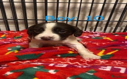 English Springer Spaniel dogs for sale: Beautiful litter of 11 springer spaniel puppies  - Advert 5