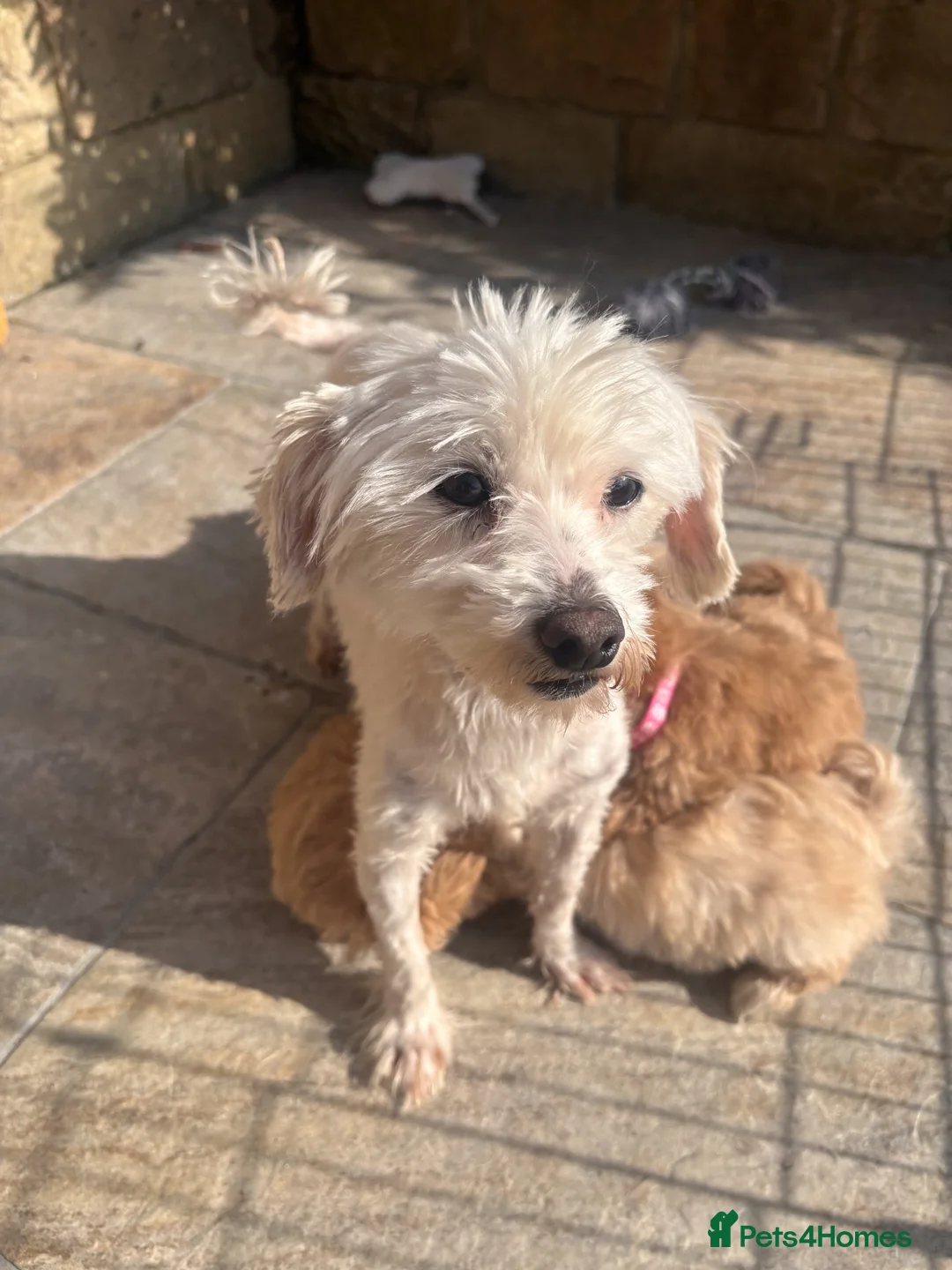 Maltipoo dogs for sale: F1 Tiny Stunning maltipoo Pups - Ready next week  - Advert 6