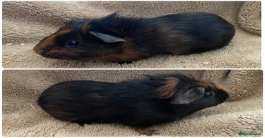 Guinea Pig rodents Male guinea pigs  - Advert 3