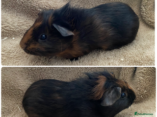 Guinea Pig rodents Handsome Male guinea pigs - Advert 10