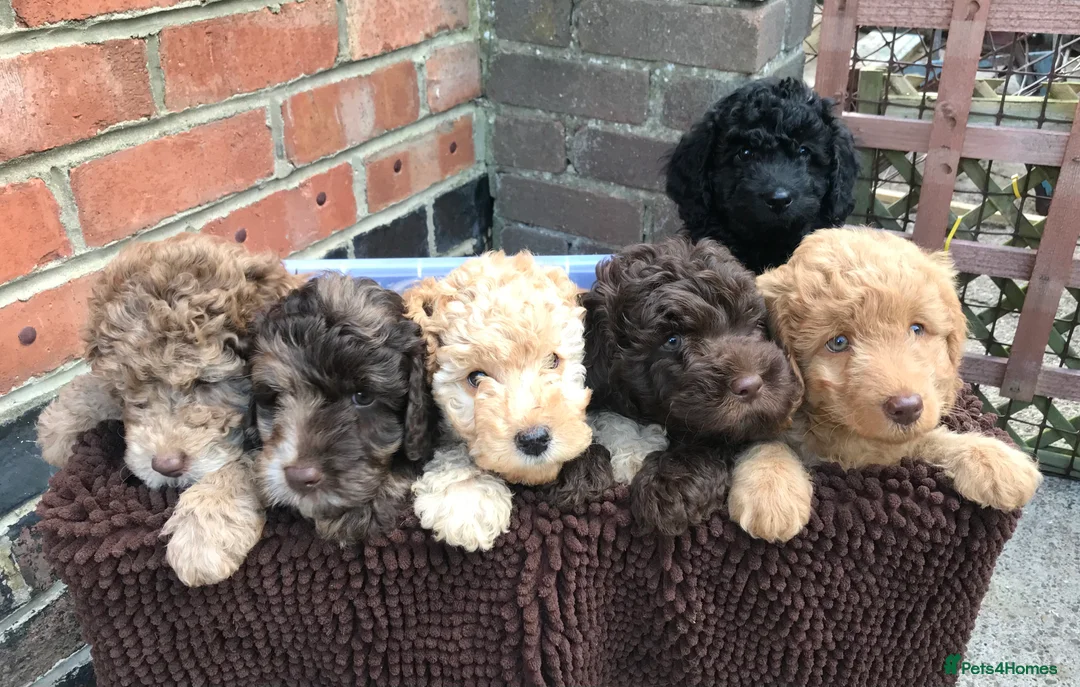 Labradoodle dogs for stud: Gorgeous blue Merle labradoodle stud in Swadlincote - Advert 21
