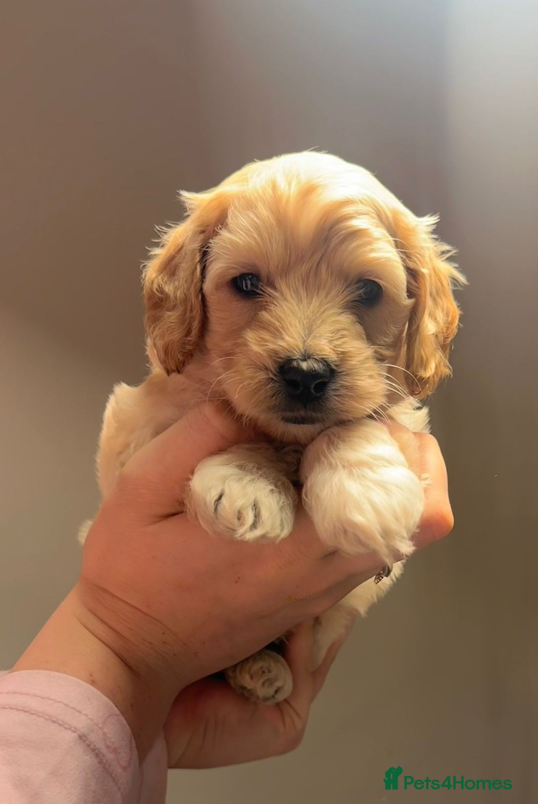Mixed Breed dogs for sale: Cockapoo/Cavapoo Puppies - Advert 7