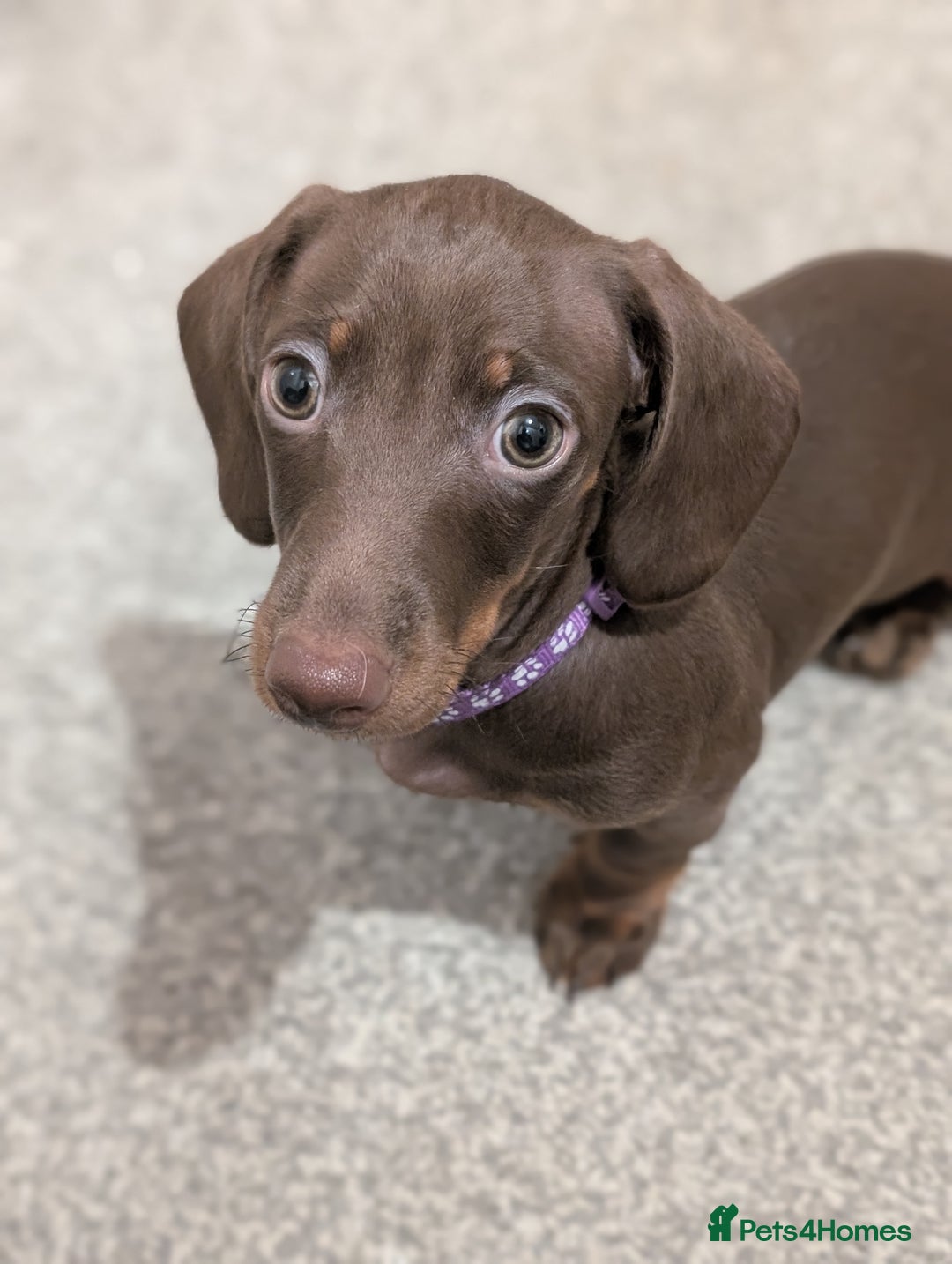 Miniature Dachshund dogs for sale: KC Miniature Dachshund ( MALE )  - Advert 1