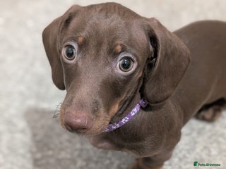 Miniature Dachshund dogs KC Miniature Dachshund ( MALE ) - Advert 8