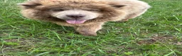 Chow Chow dogs for sale: 🐾KC stunning RARE hazel eyed chow girl, Evie 💛 - Advert 12