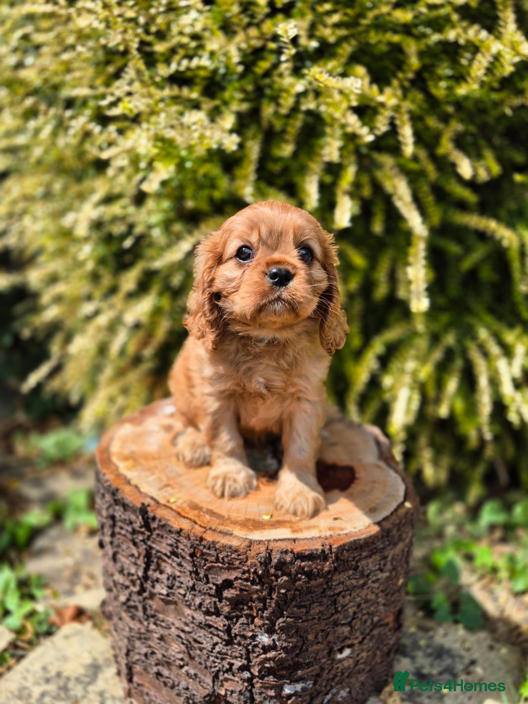 Cavalier King Charles Spaniel dogs for sale: 1 boy left ready to go now 💚 - Image 10