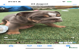English Bulldog dogs for sale: Last male and female  - Image 1