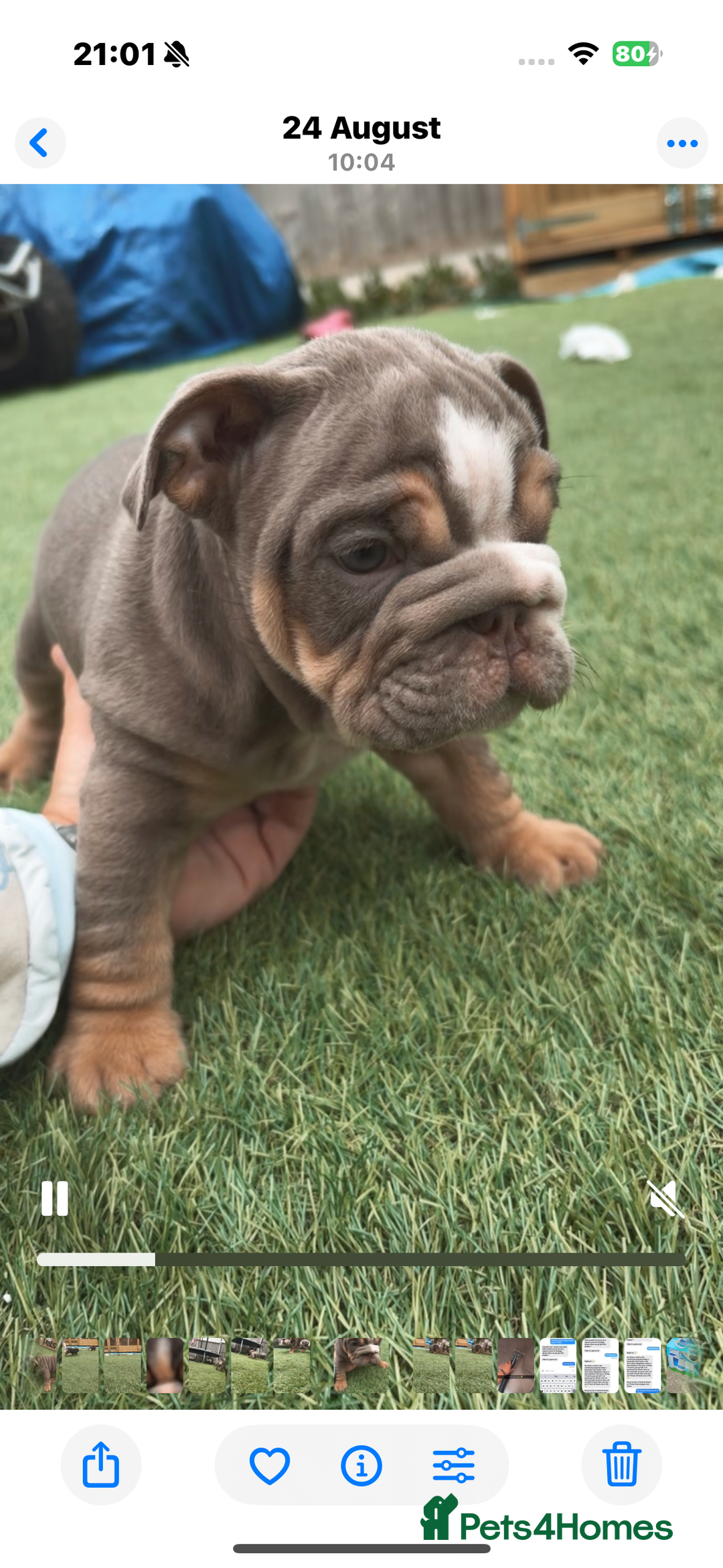 English Bulldog dogs for sale: Last male and female  - Image 1